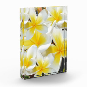 Yellow White Frangipani Bouquet, Photo Block