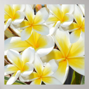 Yellow White Frangipani Bouquet, Poster