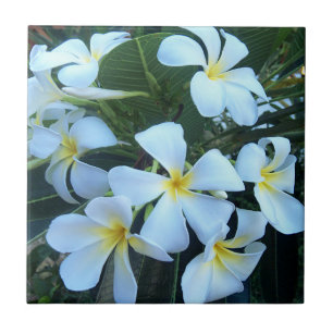 yellow, white, frangipani, flower, nature, summer, ceramic tile