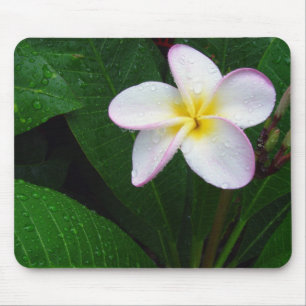 Yellow & White Hawaiian Plumeria Flower Mousepad