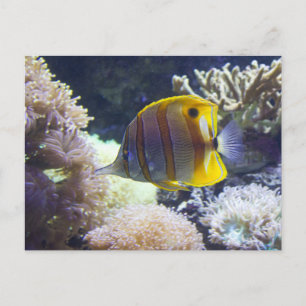 yellow & white Saltwater Copperband Butterflyfish Postcard