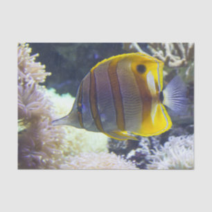 yellow & white Saltwater Copperband Butterflyfish Tissue Paper
