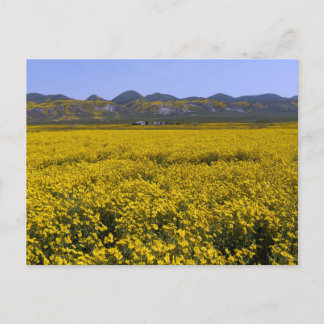 Yellow Wildflower Field Landscape Postcard