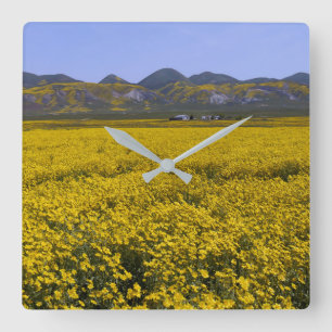 Yellow Wildflower Field Landscape Square Wall Clock