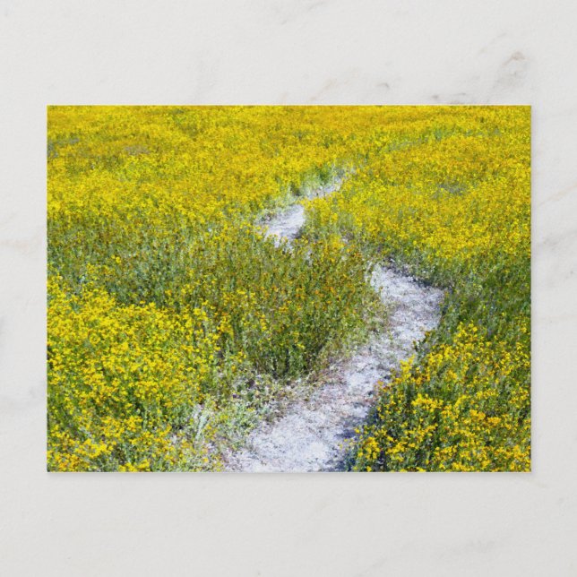 Yellow Wildflower Field Postcard (Front)