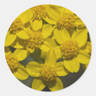 Yellow Wildflowers Classic Round Sticker