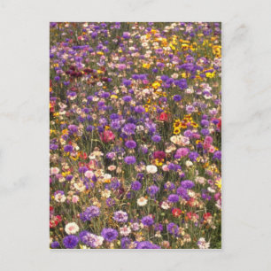 Yellow Wildflowers flowers Postcard