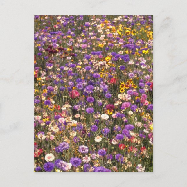 Yellow Wildflowers flowers Postcard (Front)
