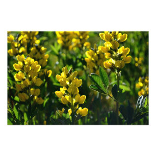 Yellow Wildflowers in the Sandia Mountains Photo Print