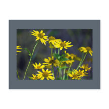 Yellow Wildflowers Postcard