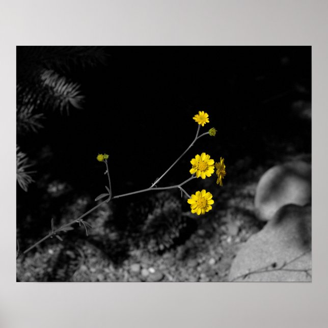 Yellow Wildflowers Under a Tree Coloured 16x20 Poster (Front)