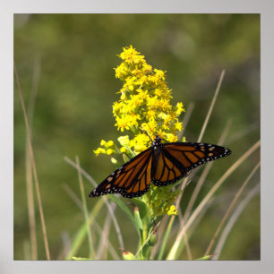 Yellow Wildflowers with Butterfly Poster