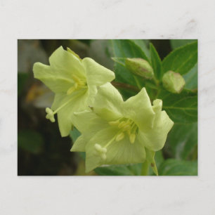 Yellow Willowherb Blossoms, Unalaska Island Postcard