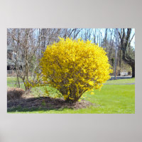 Yellow Wisteria Bush