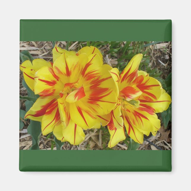 Yellow with Red Striped Flower Magnet (Front)