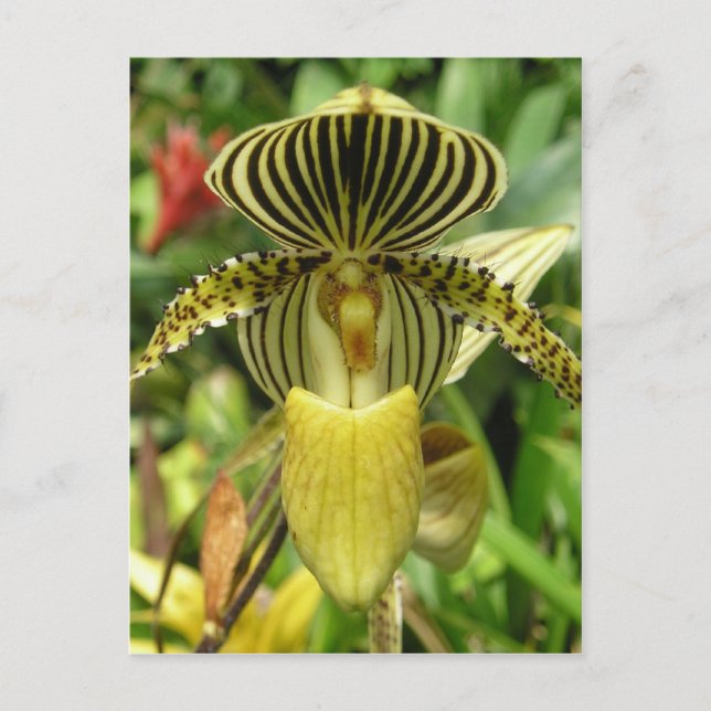 Yellow Zebra Stripes Orchid Postcard (Front)