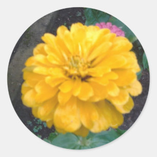 Yellow Zinnia Classic Round Sticker