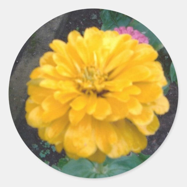 Yellow Zinnia Classic Round Sticker (Front)