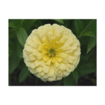 Yellow Zinnia Flower Postcard