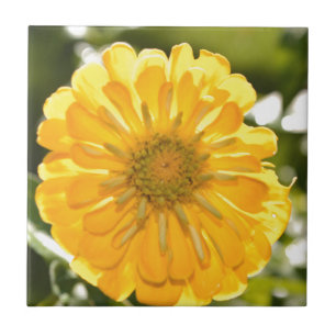Yellow zinnia, yellow daisy, yellow flower ceramic tile