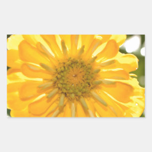 Yellow zinnia, yellow daisy, yellow flower rectangular sticker