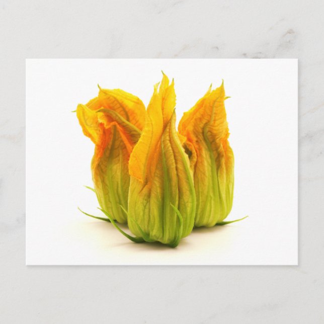 Yellow zucchini flower postcard (Front)
