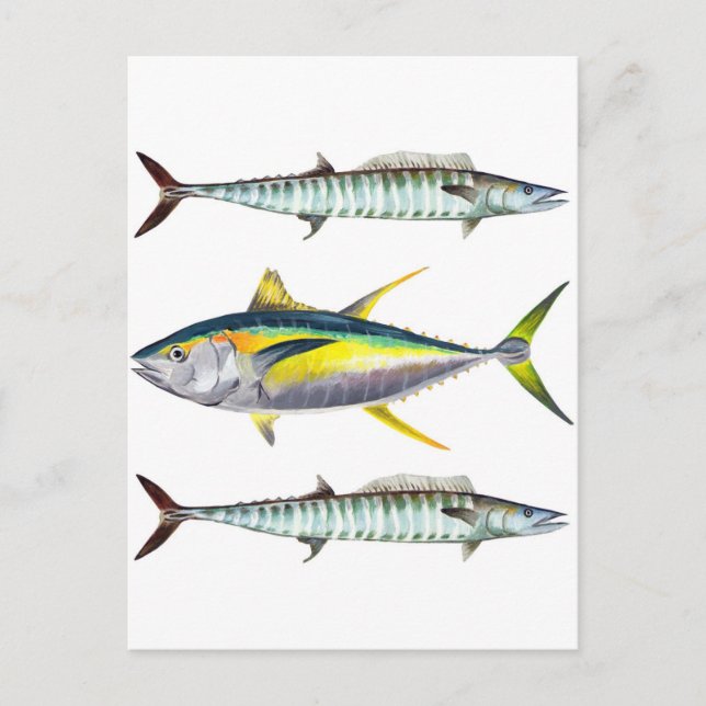 yellowfin and wahoo fish pattern postcard (Front)