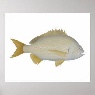 Yellowfin Bream Poster