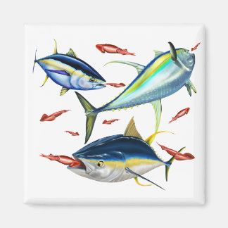 Yellowfin Tunas hunting Squid Magnet