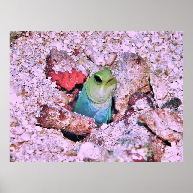Yellowhead Jawfish Poster (Front)