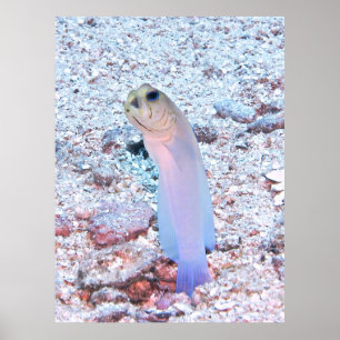 Yellowhead Jawfish with Mouthful Poster