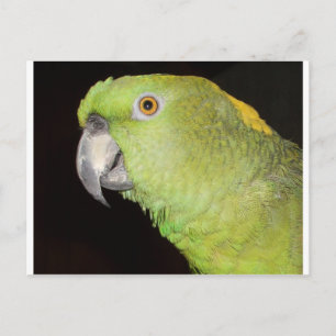 Yellownape Amazon Postcard
