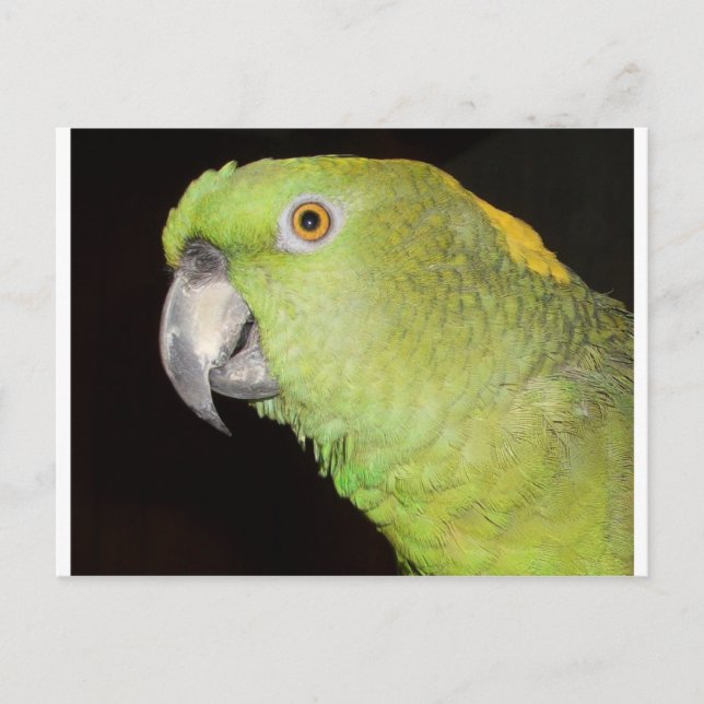Yellownape Amazon Postcard (Front)