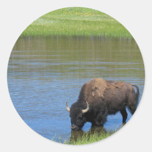 Yellowstone American Bison in Pond Classic Round Sticker
