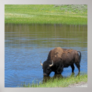 Yellowstone American Bison in Pond Poster