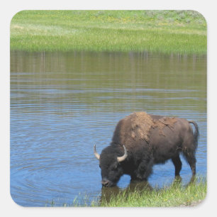 Yellowstone American Bison in Pond Square Sticker