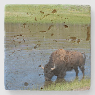 Yellowstone American Bison in Pond Stone Coaster