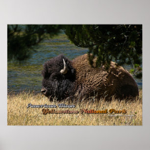 Yellowstone - American Bison poster