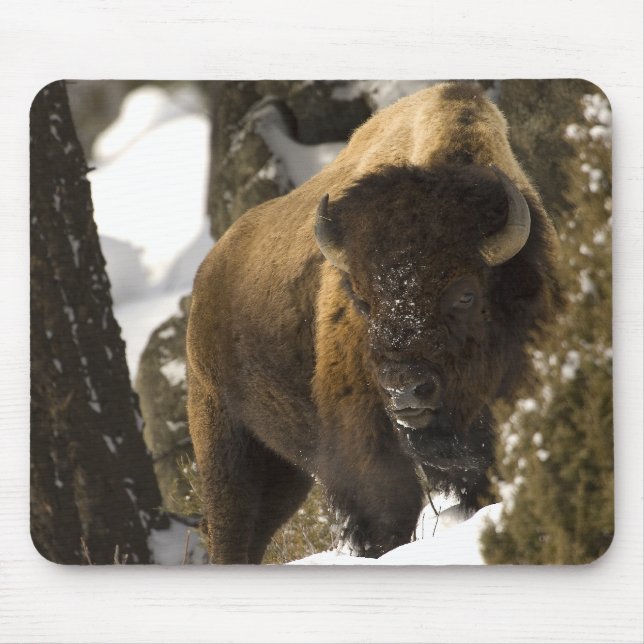 Yellowstone Bison Bull in Winter - Customised Mouse Pad (Front)