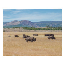 Yellowstone Bison