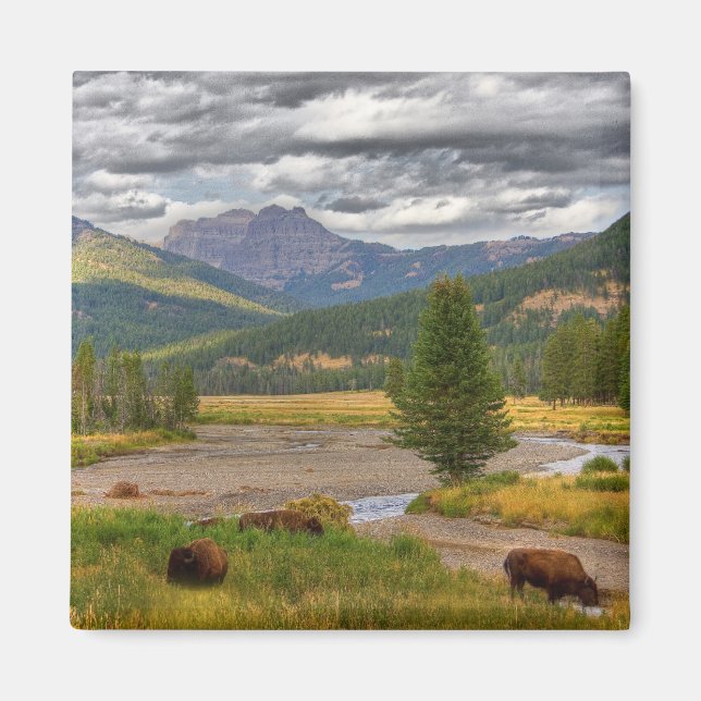Yellowstone Bison Magnet (Front)
