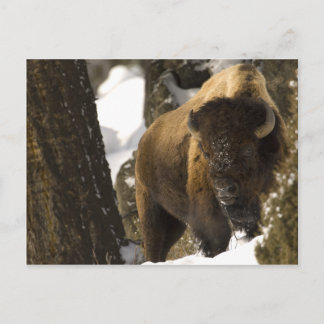 Yellowstone Bison Postcard