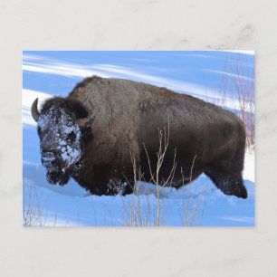 Yellowstone Bison Postcard