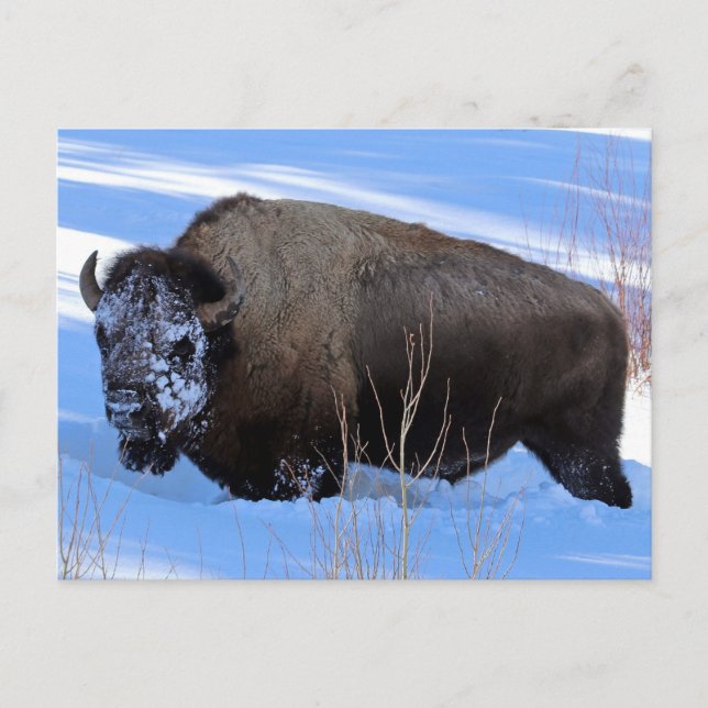 Yellowstone Bison Postcard (Front)