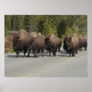 Yellowstone Bison Poster