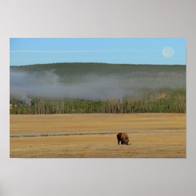 Yellowstone Bison Poster (Front)