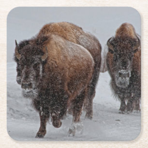 Yellowstone Bison Square Paper Coaster