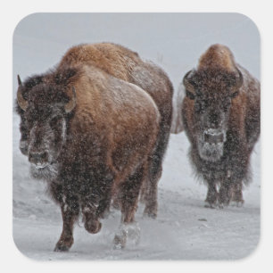 Yellowstone Bison Square Sticker