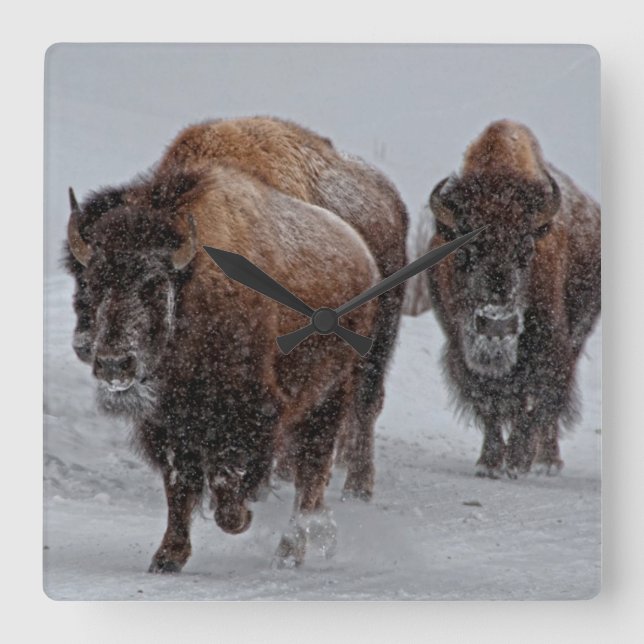 Yellowstone Bison Square Wall Clock (Front)