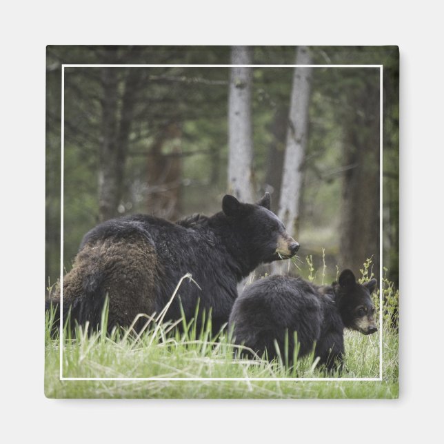 Yellowstone Black Bear Magnet (Front)